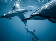 加图索：遮右眼因患有肌无力 但我没事请放心